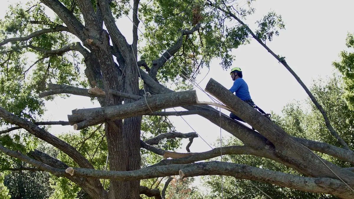 Professional Crown Thinning performed by certified arborists in Lowpoint